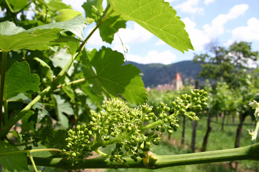Weinblüte bei Rossatz in der Wachau