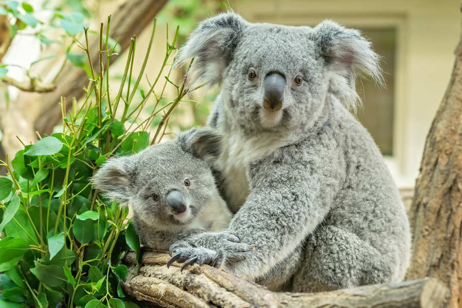 Tochter Millaa Millaa und Mama Bunki Koala © Daniel Zupanc