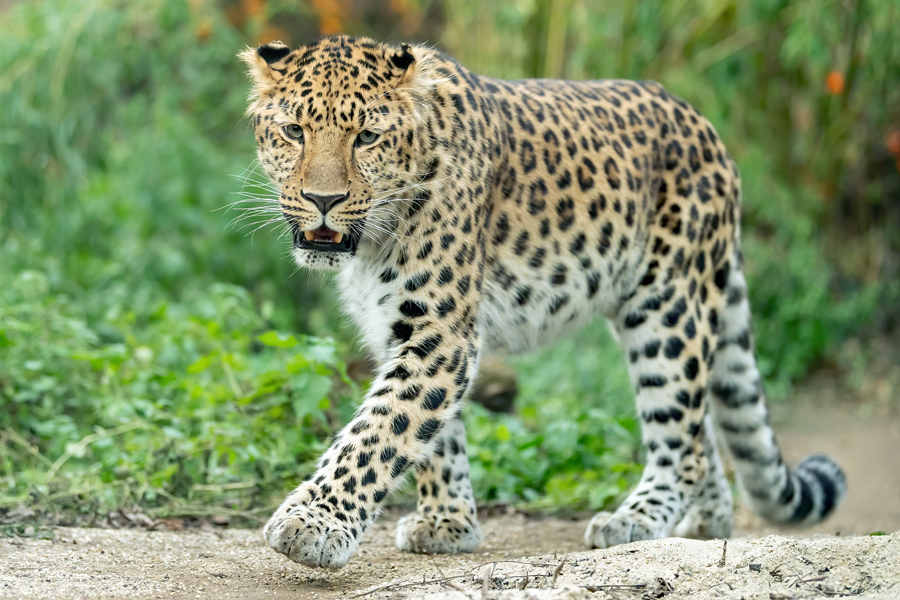  Amurleopard © Daniel Zupanc 