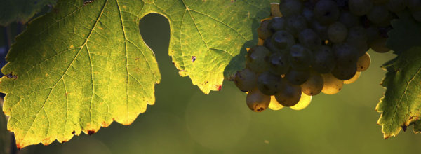 Weinblätter im Herbst 
