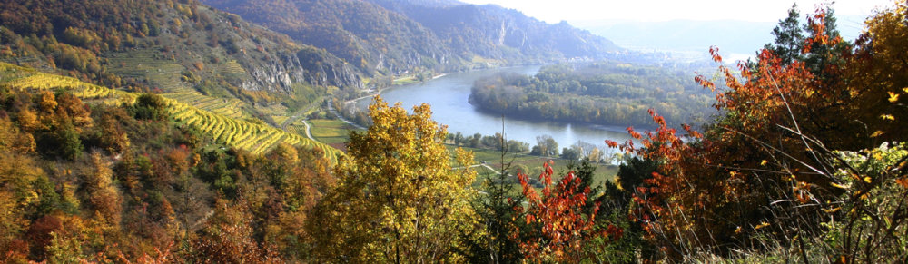 Blick auf die Weingärten der Wachau im Herbst