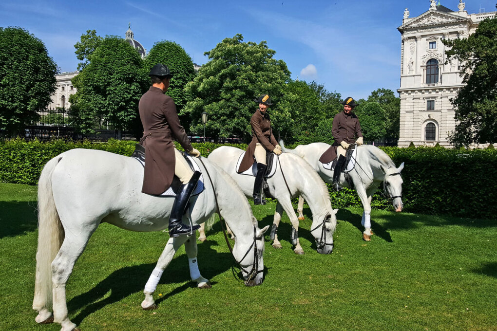 Lipizzaner au der Weide im Burggarten