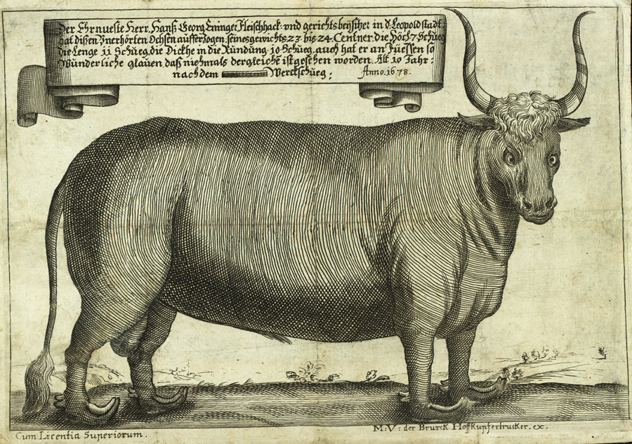 M.V.der Bruck, Abbildung eines besonders großen Ochsen aus der Leopoldstadt, 1678 © Foto: WM