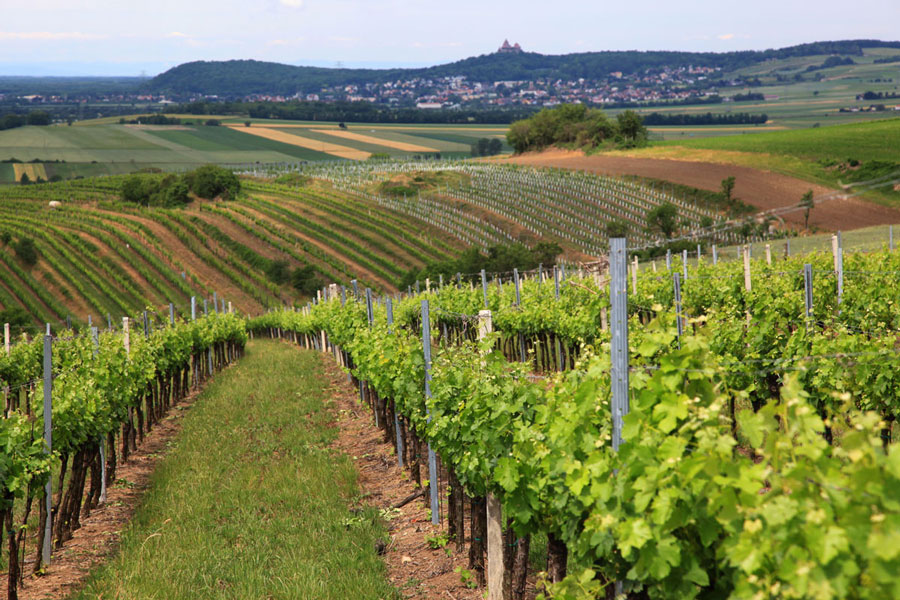 Weingärten bei Burg Kreuzenstein