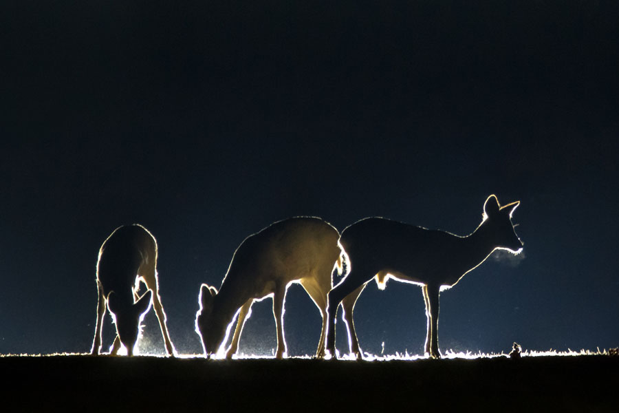Rehe © shutterstock_1849944883_Rudmer Zwerver