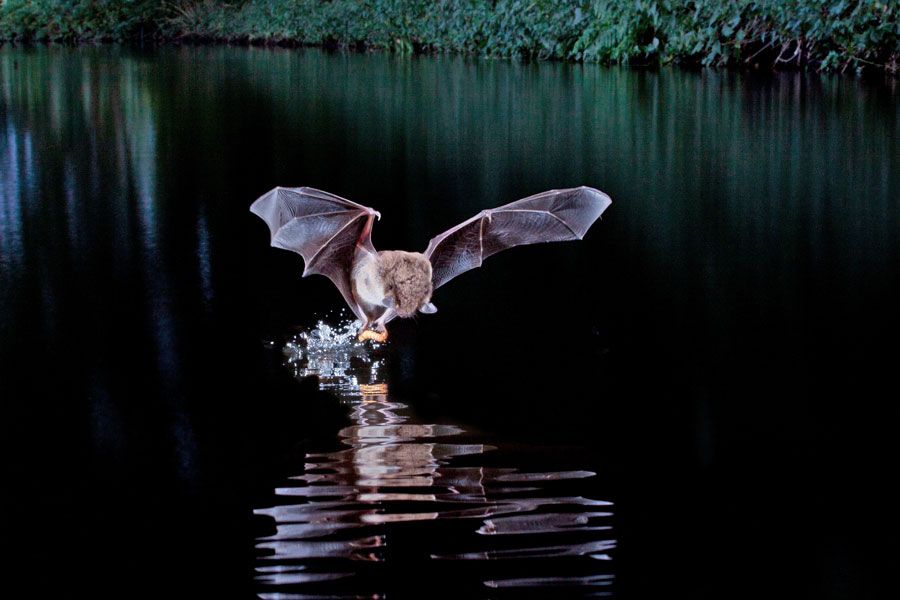 Wasserfledermaus © shutterstock_1459723550_Agami Photo Agency