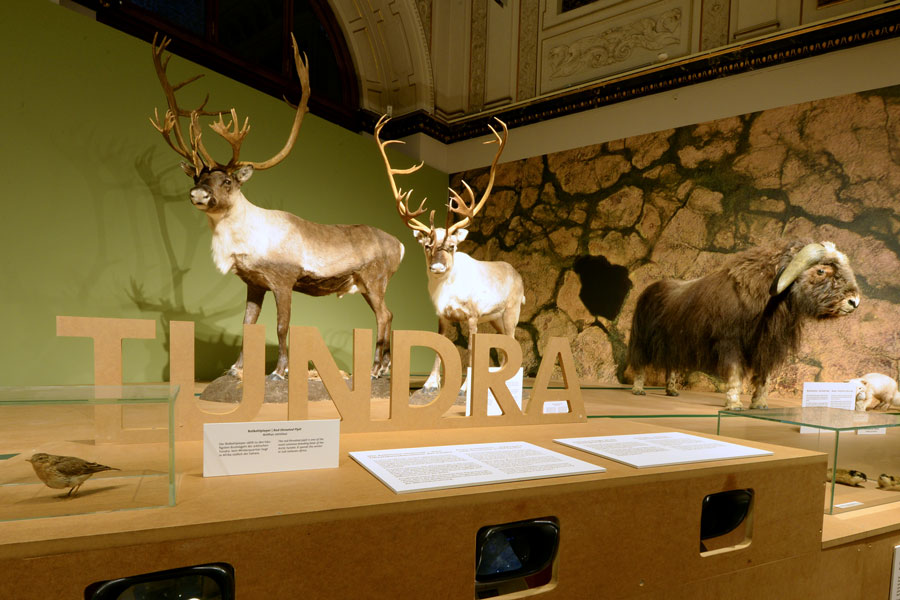 Die Tierwelt der arktischen Tundra © NHM Wien, A. Schumacher