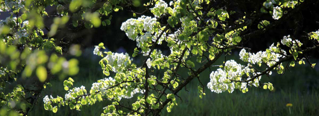 Prachtvolle Obstbaumblüte im Mostviertel