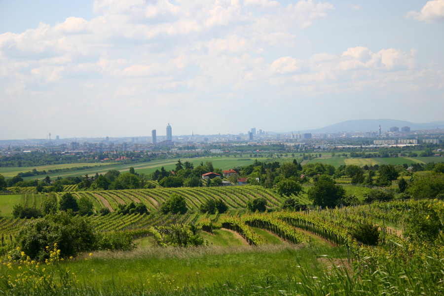 Pfaffl-Weingärten in Wien © Weingut Pfaffl