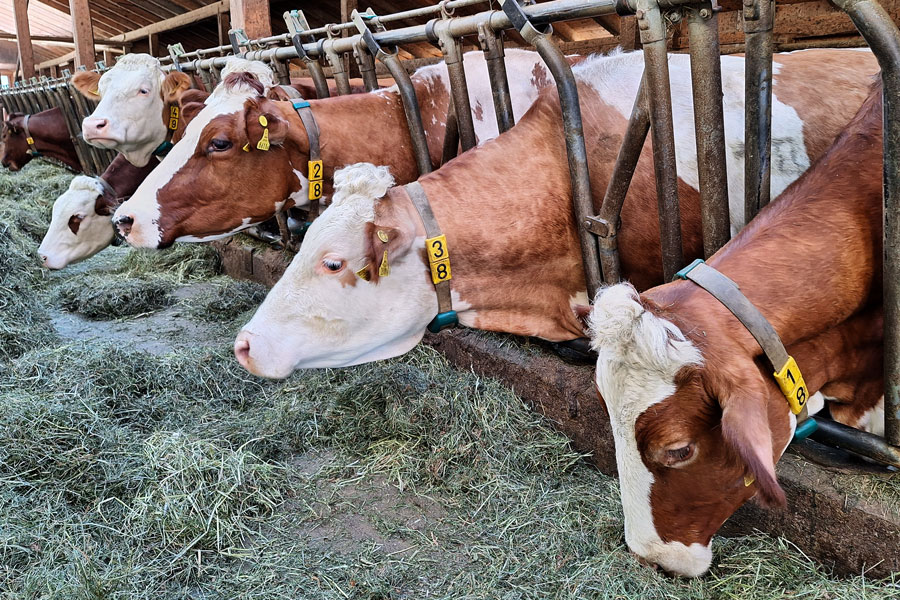 Appetit auf Heu im Stall des Joglbauern