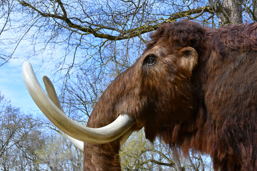 Mammut © MAMUZ
