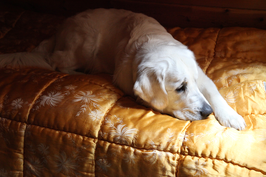 Athos, der junge Golden Retriever, ist ein freundlicher Bewacher des Hauses