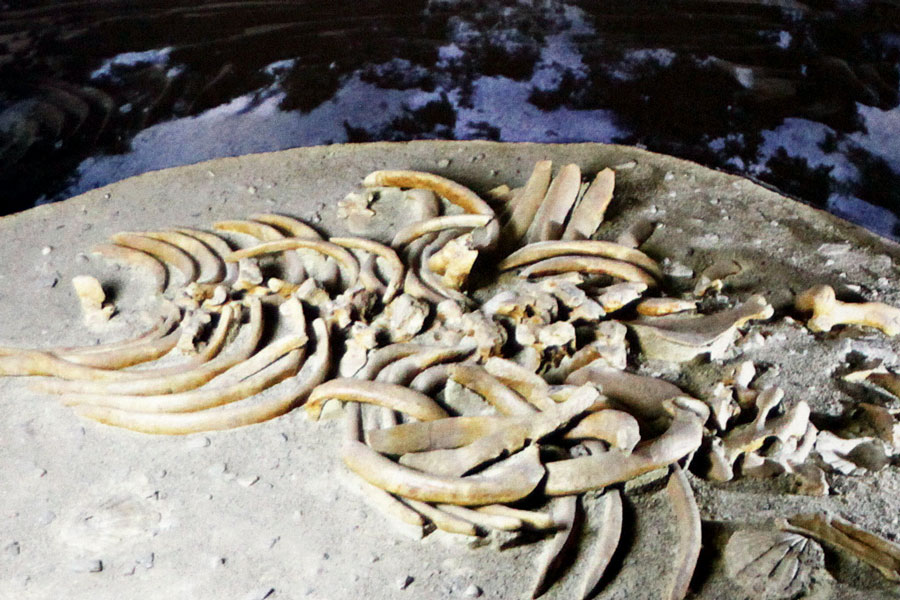'Reste einer fossilen Seekuh, Illsutration aus dem besprochenen Buch