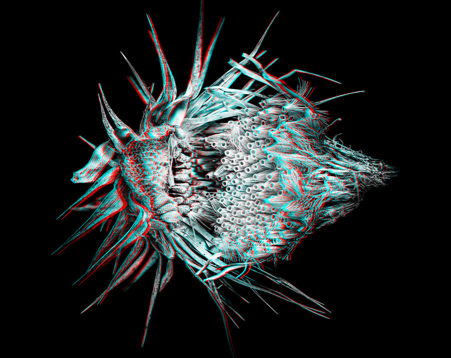  3D-Fotografie einer Distel (Asteraceae) © Sebastian Cramer