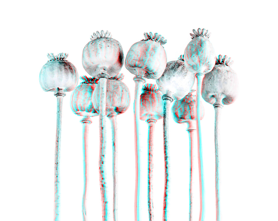  3D-Fotografie vom Schlafmohn (Papaver somniferum) © Sebastian Cramer
