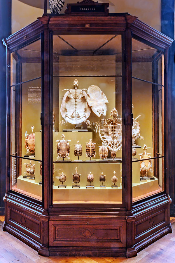 Vitrine "Siebenrocks Schildkröte" © NHM Wien, Wilhelm Bauer 