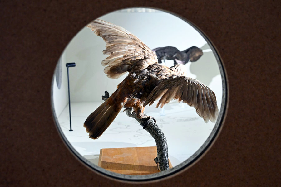 Gutes Sammeln – Böses Sammeln, Ausstellungsansicht © NHM Wien, Chloe Potter
