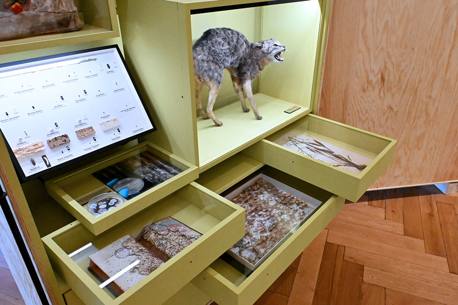 Hier nagt nicht nur der Zahn der Zeit, Ausstellungsansicht © NHM Wien, Chloé Potter