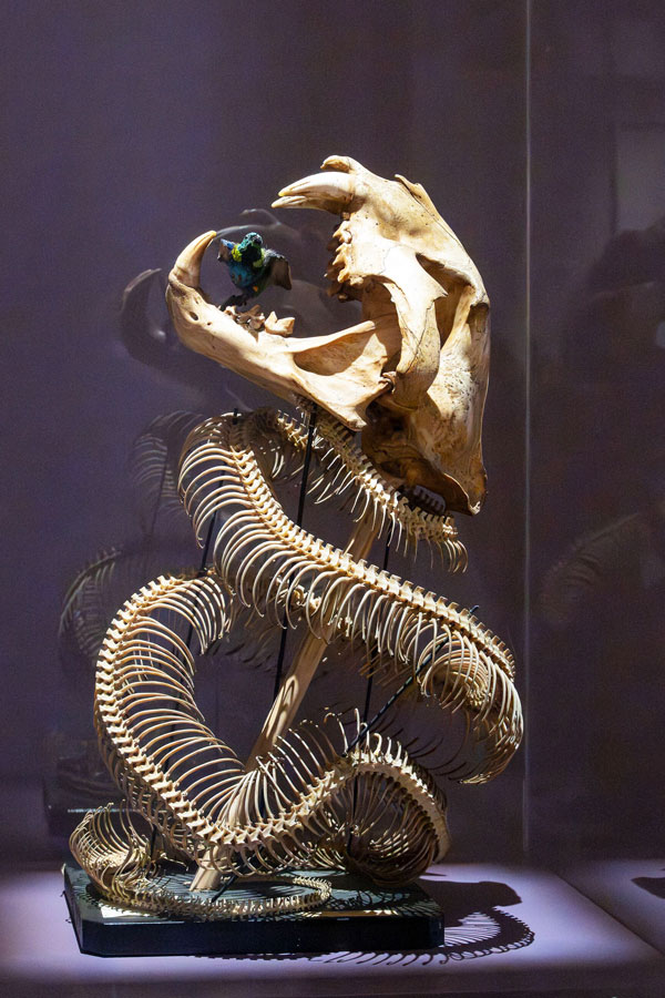 Daniel Spoerri, Python mit Tigerkopf, 2012 © NHM Wien, Chloe Potter