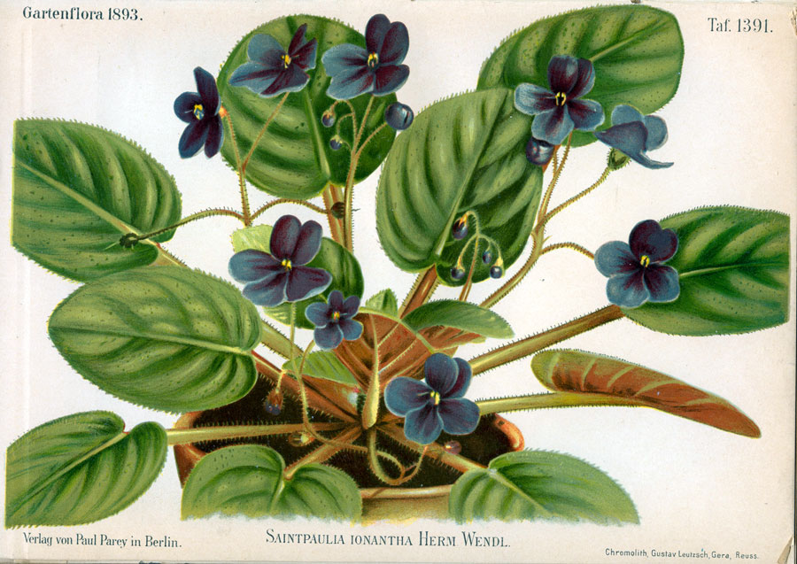 Usambaraveilchen (Saintpaulia jonatha) Aus: Gartenflora, 1893 © Naturhistorisches Museum Wien