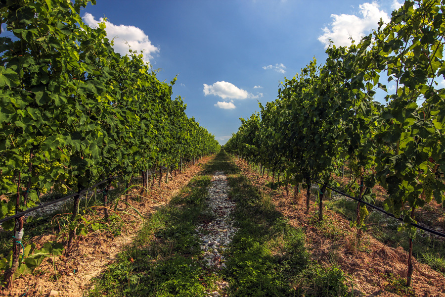 Weingarten der Catnina Ceresa in der Lugana © Cantina Ceresa