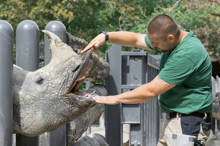 Panzernashorn beim Training mit dem Tierpfleger © Daniel Zupanc