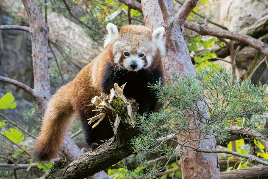 Der Rote Panda im neuen Refugium © Daniel Zupanc