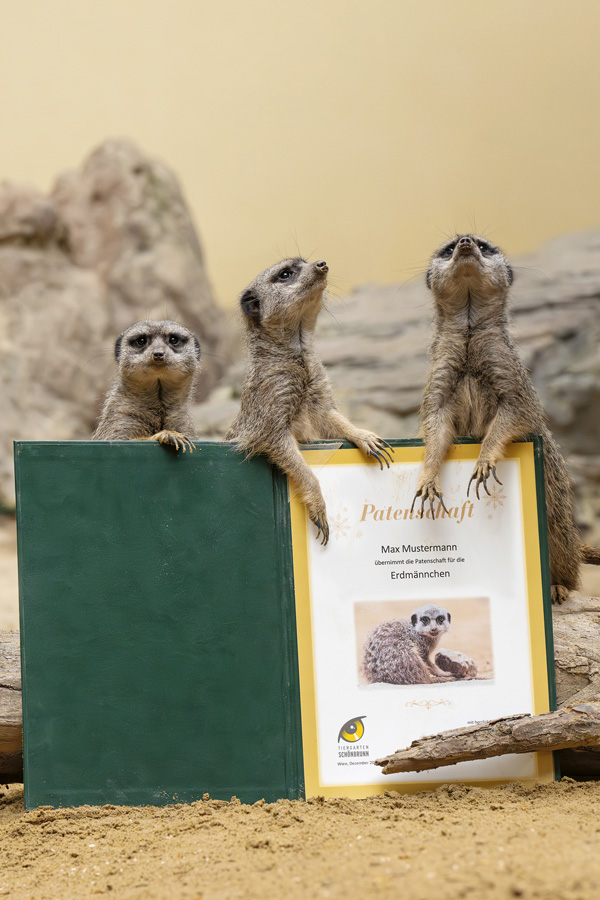 Erdmännchen bei der Urkundenübergabe einer Tierpatenschaft © Daniel Zupanc
