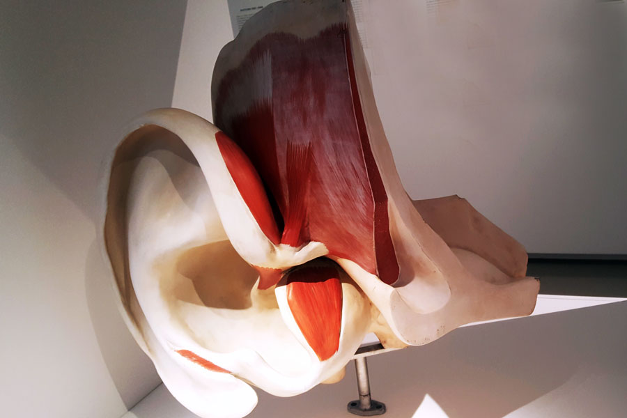 Modell eine Ohres in der Ausstellung