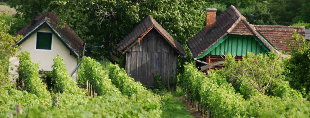 Weingartenhütten am Csaterberg