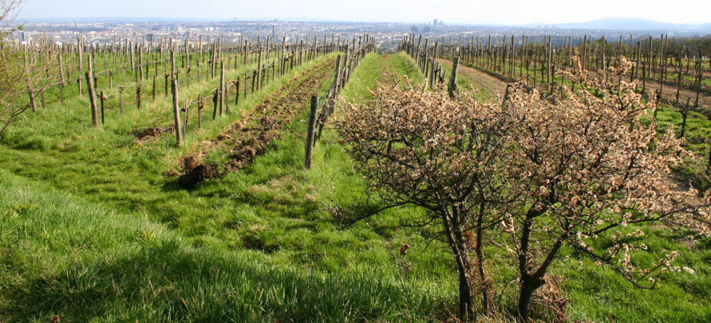 Blick vom Nussberg auf die Weinstadt Wien